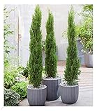 BALDUR Garten Echte Toskana 'Säulen-Zypressen', 1 Pflanze, Cupressus sempervirens pyramidalis...