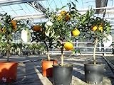 gruenwaren jakubik Citrus Yuzu 70-80 cm, Zitronenbaum Zitrone, japanische Zitrone, winterhart