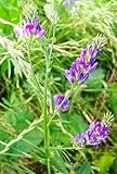 100 CIMARRON ALFALFA Medicago Sativa Ground Cover Forage Purple Flower Seeds:Seeds