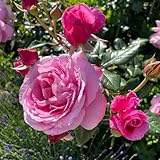 Duftende Kletterrose 'Our Last Summer'®, rosa, Topf 5 Liter