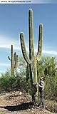 Risala Carnegiea Gigantea Saguaro Giant Kaktus Kakteen Sukkulenten, 20 Samen