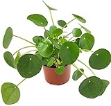 Pilea peperomioides - der Glückstaler für das Büro oder die Wohnung - der Chinesische Geldbaum...