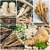 Pastinake Samen, Pastinakensamen, kräutergarten gemüsepflanzen kräutersamen heilkräuter samen...