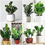 50 pcs glücksfeder kaufen samen - Zamioculcas zamiifolia - pflanzen samen indoor, pflanzen...