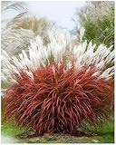 3 x Miscanthus sinensis 'Little Miss' im 1 Liter Topf...