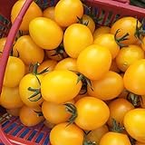 50 Stück gelbe Birnen-Tomatensamen, Gartenbonsai, köstliche Gemüseernährung, Pflanzensamen,...
