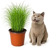 mgc24 Katzengras Cyperus zumula - Echtes Zyperngras im 12er Topf, fertig gewachsen ca. 20cm hoch