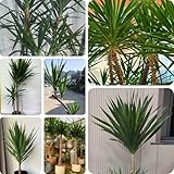 30 pcs Yucca elephantipes Palme Samen, balkonpflanzen bio saatgut zimmerpflanze plants deko pflanzen...