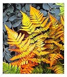BALDUR Garten Winterharter Schmuck-Farn 'Golden Brilliant', 1 Pflanze, Dryopteris erythrosora...