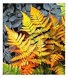 BALDUR Garten Winterharter Schmuck-Farn 'Golden Brilliant', 1 Pflanze, Dryopteris erythrosora...