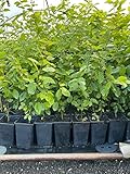 Carpinus betulus 60–80 cm – Winterhart, Mehrjährig, Pflegeleicht – Hainbuche –...