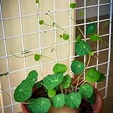 Stephania zwiebeln,Stephania erecta bulb,Stephania erecta live plant,Mehrjährige Kletterpflanzen,...