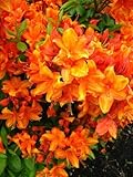 bronzegelb blühende Garten Azalee Rhododendron luteum Golden Eagle 40-50 cm hoch im 5 Liter...