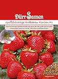 Erdbeerensamen Großfrüchtige Erdbeeren Samen Florian F1 Beerensamen Rote Früchte ca 15 Korn...