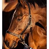 Kerbl Halfter Eco Vollblut, Leder Schwarz, 32256
