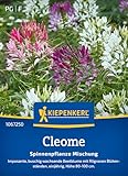 Kiepenkerl Cleomesamen Spinnenpflanze Mischung 1067250 – imposante, buschig wachsende Beetblume...