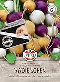 Sperli Radieschen Kombination 3 | Zlata, Viola, Albena | 5m Saatband für rund 250 Radieschen Samen