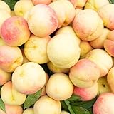 pfirsich - pfirsichbaum - grünpflanzen zimmerpflanzen für sonnige plätze, winterfeste balkon...