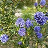 120 pcs säckelblume winterhart samen - Ceanothus - blumen für balkon bio saatgut kalifornischer...