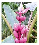 BALDUR Garten Rosa Zwerg-Banane, 1 Pflanze, Musa velutina Keniabanane, exotische Bananen-Rarität,...
