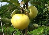 Weißer Klarapfel – Apfelbaum alte Sorte 120-150 cm | Premium Baumschulqualität | Buschform |...