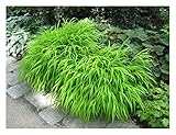 10 x Hakonechloa macra im 1 Liter Topf (Ziergras/Gräser/Staude/Winterhart/Bodendecker/Mehrjährig)...