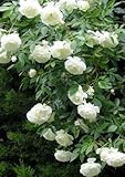 Weiß Climbing Rose Seeds Schöne Duftende Blüten *