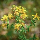 Forsythia balkon garten sträucher winterhart blühend winterharte stauden für pralle sonne indoor...
