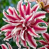 5x Lilien Magic Star, Sehr Exklusiv, Mehrjährig und Winterhart Blumenzwiebeln aus Holland für...