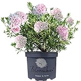 Gardeners Dream Bloombux Rhododendron Pflanze - Immergrüne Sträucher Winterhart - Rosa Blühende...