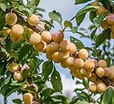 Nancy Mirabelle, Buschbaum (kleinbleibend),120-140cm, im Topf