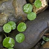 Gotu Kola grünpflanzen topfpflanzen draußen winterhart gartenkräuter kräutergarten küche balkon...