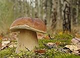 Myzel für Boletus edulis / Gemeiner Steinpilz, zum Pflanzen eigener Pilze