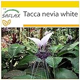 SAFLAX - Anzucht Set - Nepalesische Riesen - Fledermausblume - 10 Samen - Mit Mini-Gewächshaus,...