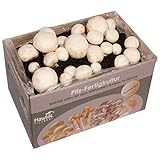 Hawlik Pilzbrut - Weiße Champignons Pilzzuchtset groß - Pilze zum selber züchten - frische Pilze...