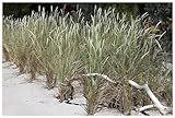 3 x Ammophila arenaria im 1 Liter Topf (Ziergras/Gräser/Winterhart/Mehrjährig/Wintergrün/Stauden)...