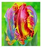 BALDUR-Garten Regenbogen-Tulpe 'Blumex®',8 Stück, Tulipa, Blumenzwiebeln, pflegeleicht,...