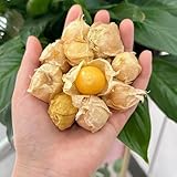 50 Pcs Physalis Samen Bio - Physalis Baum Samen, Säulenobst Balkonpflanzen, Sträucher Winterhart...