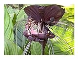 Stk - 10x Tacca Chantrieri Black Fledermausblume Garten Pflanzen - Samen B333 - Seeds & Plants Shop...