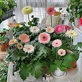 50 Pcs Gerbera Samen Blumen, Herbstpflanzen Wiesensamen Gartenbedarf Wildblumen Gerbera Samen...