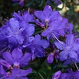 Rhododendron 'Gristede - Rhododendron 'Gristede' - 25-30 cm Topf