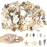 Maxmoc 200 Stück Muscheln, Muscheln zum Basteln, Natürliche Muscheln Deko, Muscheln Gemischt...