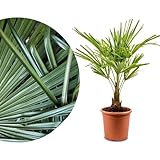 Meine Orangerie Hanfpalme Trachycarpus - Winterharte Palme - Frosthart bis -18 Grad - Chinesische...