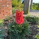 wilder rittersporn, Consolida ajacis, steingartenpflanzen winterhart exotische für sonnige plätze...