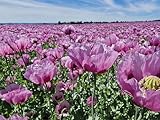 Echter Schlafmohn Samen, 1500 Samen, lila Mohnblumen Saatgut lat. Papaver Somniferum, große lila...