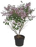 Syringa meyeri Palibin - Zwerg-Flieder Duftflieder - 23 cm Topf Höhe ca. 40 cm Zwergstrauch...