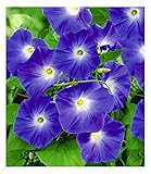 BALDUR Garten Trichterwinde 'Blue Hardy', 1 Pflanze, Ipomoea indica, Kletterpflanze winterhart...