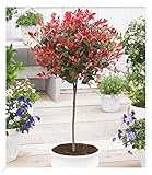 BALDUR Garten immergrünes Photinia-Stämmchen 'Little Red Robin®' 1 Pflanze, Glanzmispel,...