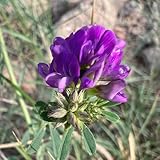 luzernesamen - alfalfa winterharte balkon outdoor 300pcs