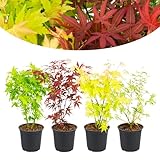 Happy Plants Acer palmatum Fächerahorn 4 Stück I 30 cm x ⌀10,5 cm, japanischer Ahorn, 1x Rot, 1x...